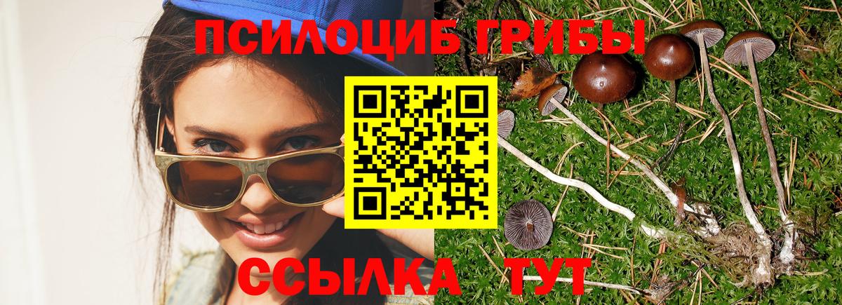 где купить наркоту  Галлюциногенные грибы Cubensis  Вход с VPN  Протвино 